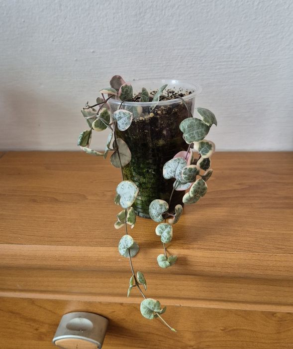 Церопегия Вуди. Суккулент