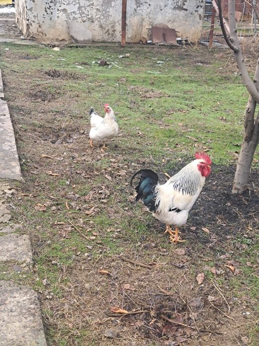 Продам цеплят Адрер