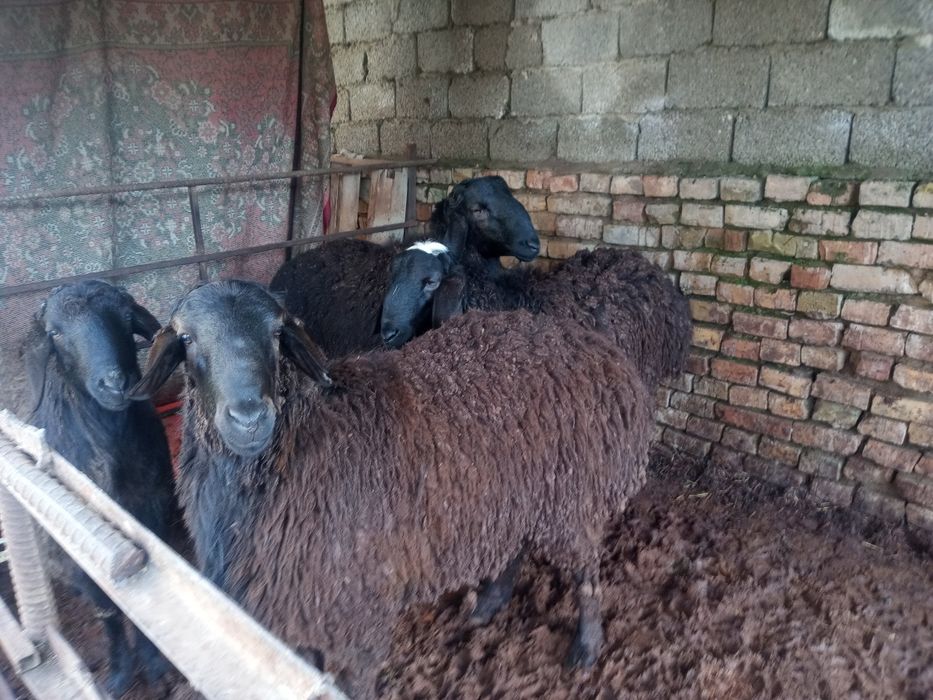 Хисори кучкорлар 3таси сотилади хар бирини 8 млн дивоман келишамиз