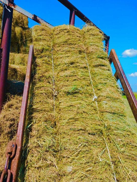 Продам сено в квадратных тюках