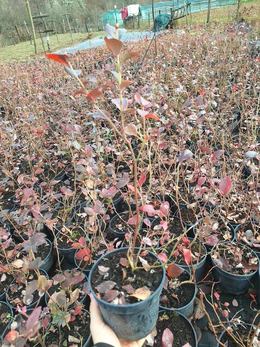 ПРОДАЖБА НА РАЗСАД – БОРОВИНКИ И ЯГОДИ,  Малки боровинки- изгодно