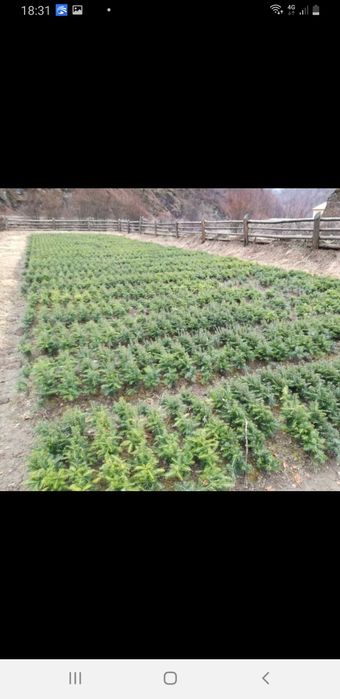 Vând puieți de replatare salcâm brad molid salci