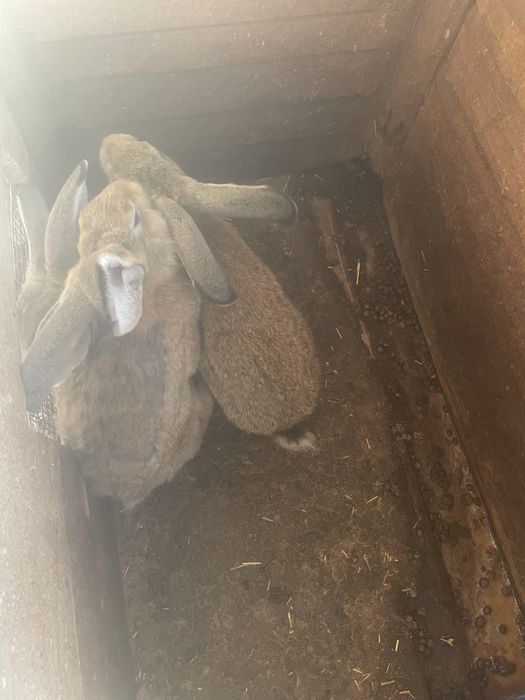 Мъжки зайци по на 6 месеца