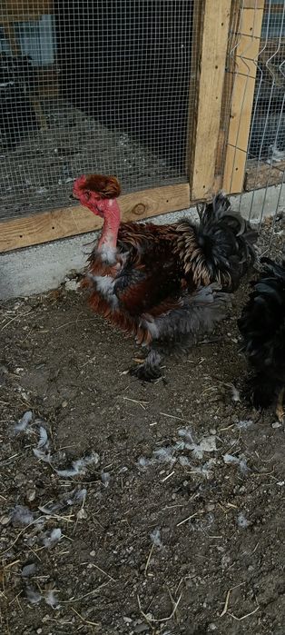 Vand cocosi motati si frezati