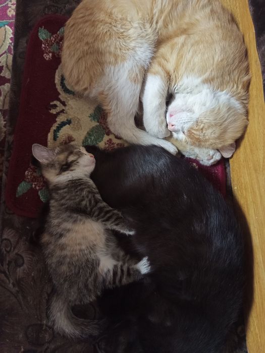 Отдам даром милашку,1,5 месяца