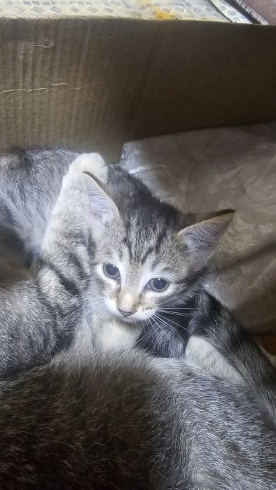 котята крысыловы