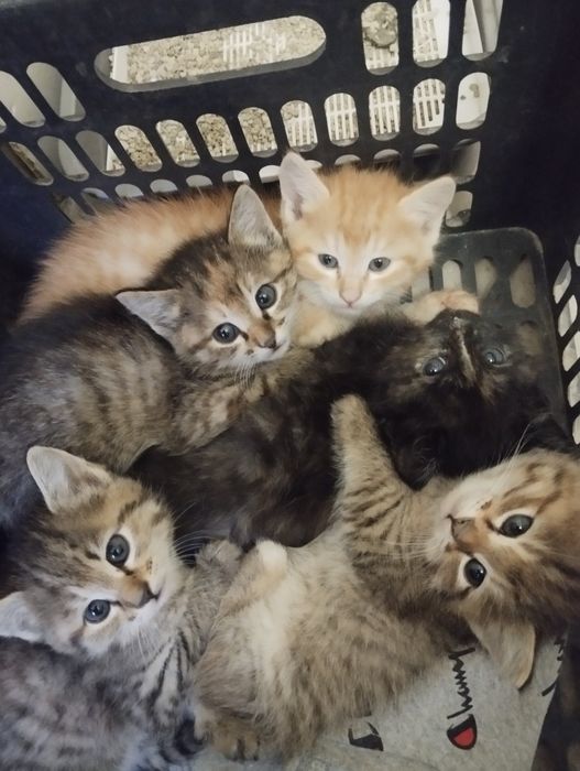 Mushuklarni yaxshi qoʻllara baraman.