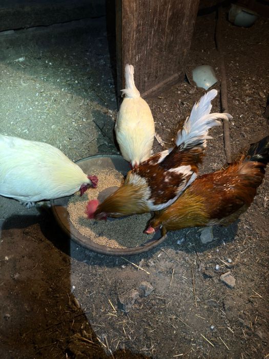 Продам петухов !