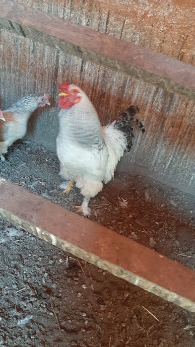 Продам петуха молодой