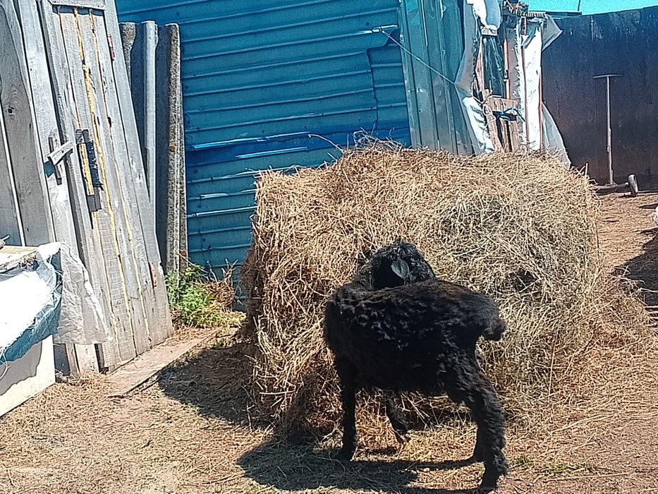 Продам т о к т ы