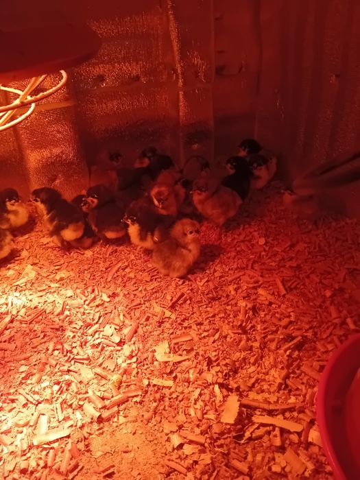 Pui de gaina  australorp