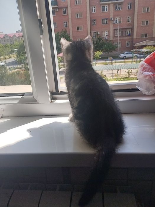 Катёнок днвочка .