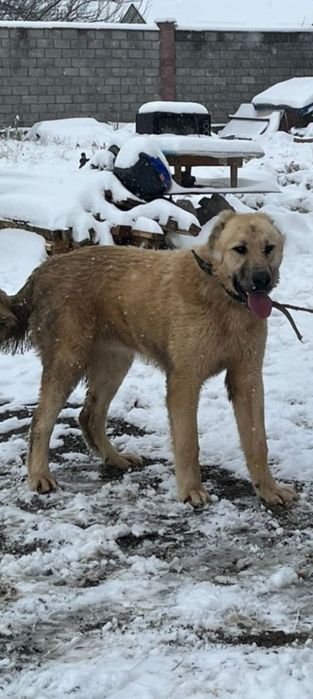 Төбет кушык еркек 8 айлык линиясымен.