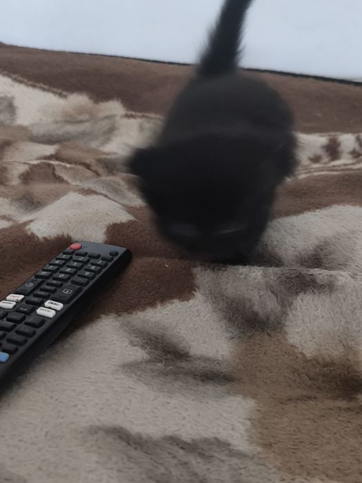 Котятя маленькие