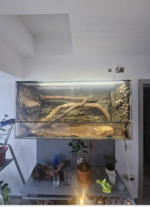 Boa constrictor cu terariu