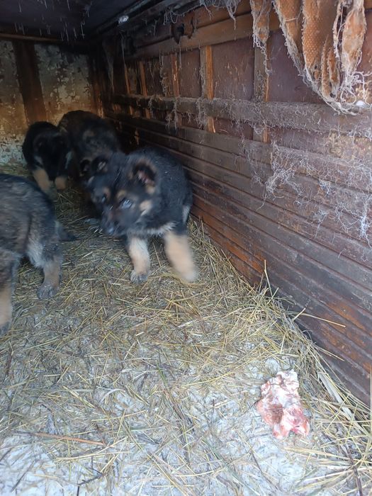 Продажа животных