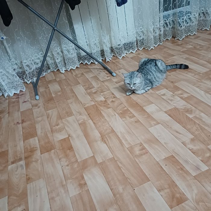 котята шотландские