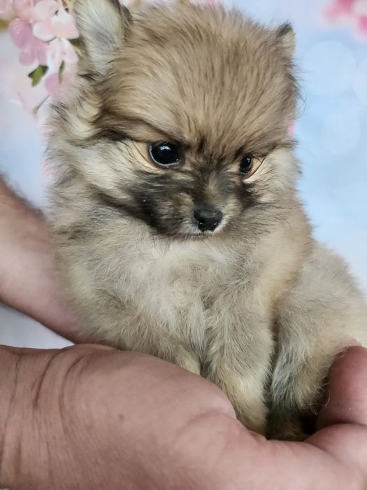 Самые обоятельные шпицуульки