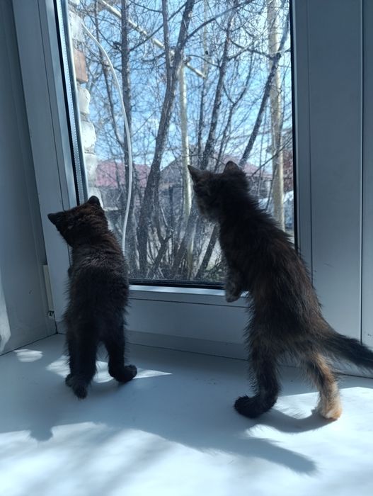 Котята девочки в добрые руки