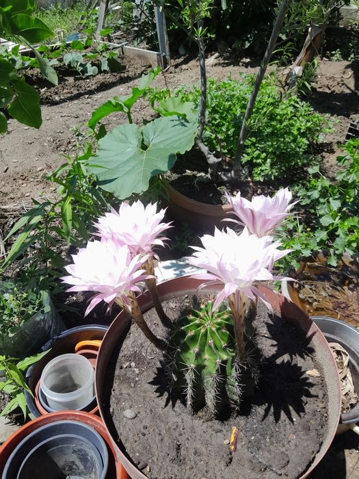 Кактус Ехинопсис