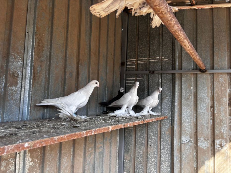 Голуби Тасман бусый греб сильная