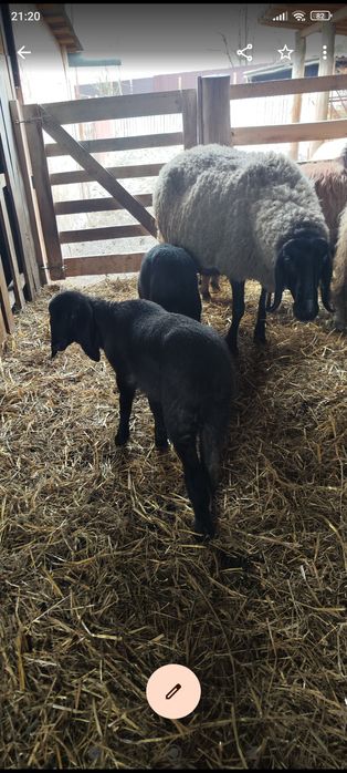 Țigaie sarbeasca de vanzare