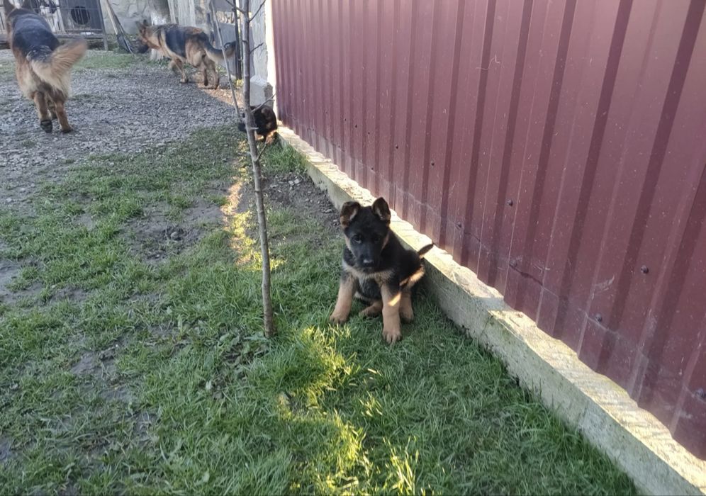 Щенок Немецкой Овчарки