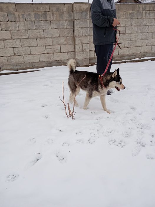 Продам хаски обмен