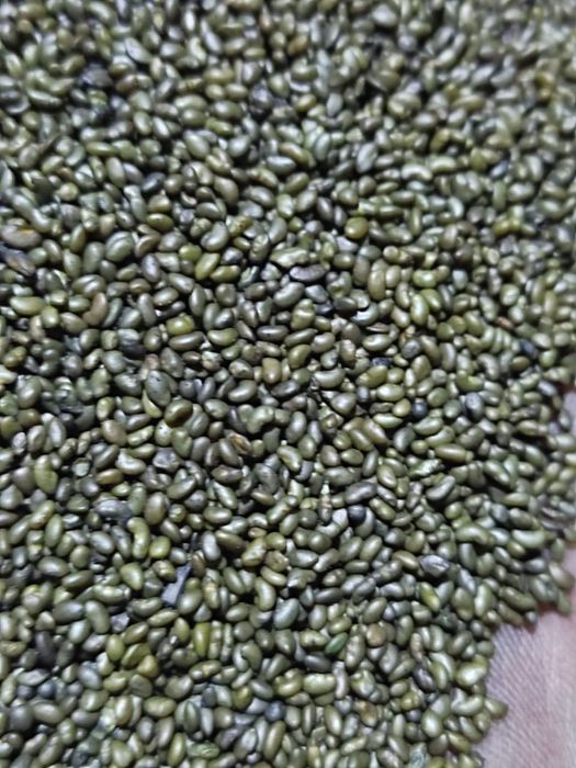 Семена люцерна ,