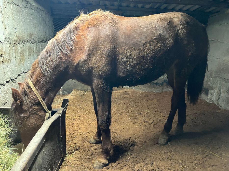 Продам Лошадь Согым