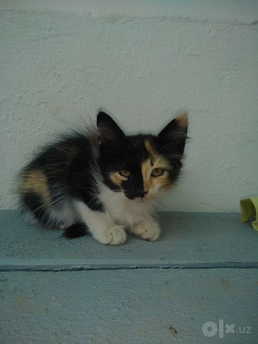 Милые котята,2 месяца