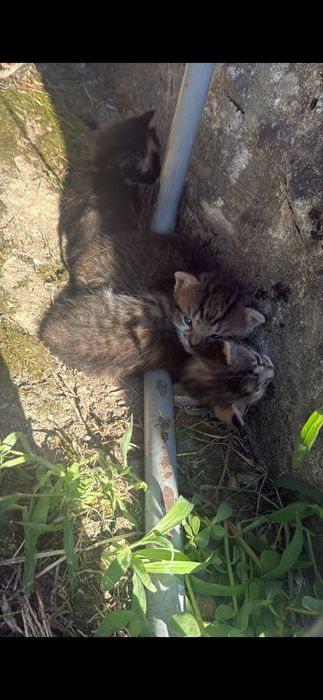 3 pisicuti găsiți se oferă spre adopție