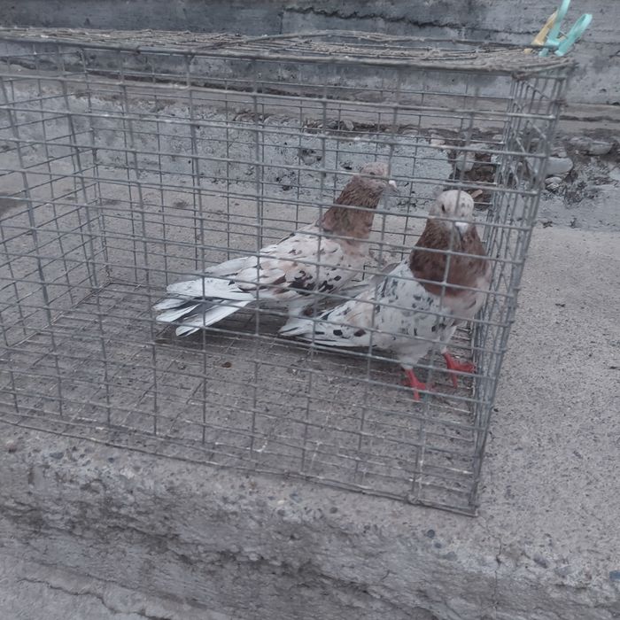 Челкар ореховые оба самец