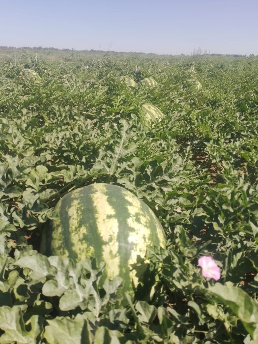 Арбуз свежий полядан бағасы 90 келісімді