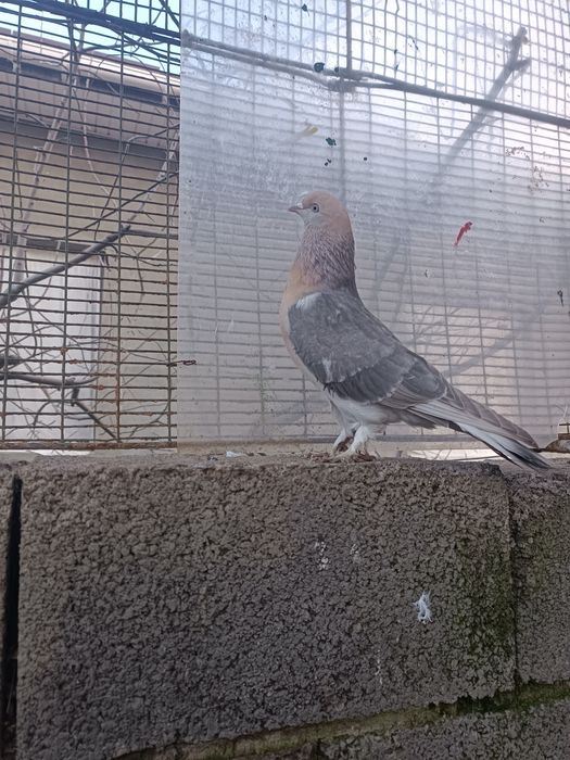 Голуби. Кептер. Кус.