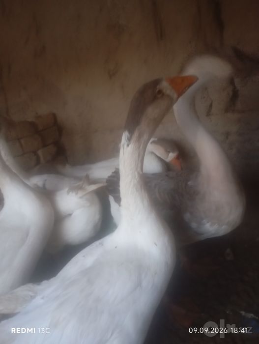 3 kun garanta beriladi