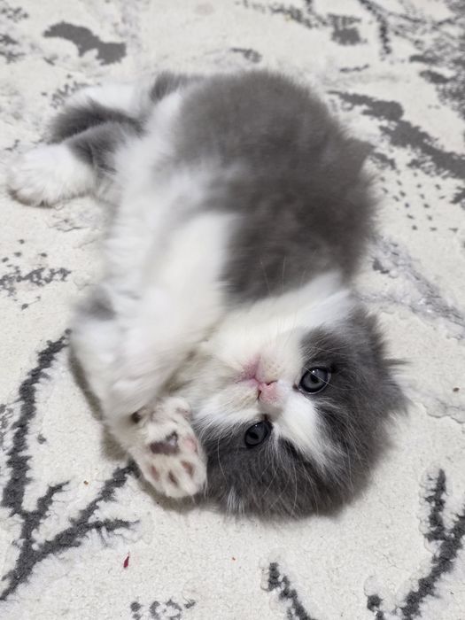 Красавец мальчик скотиш фолд