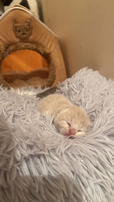 Котята от британца