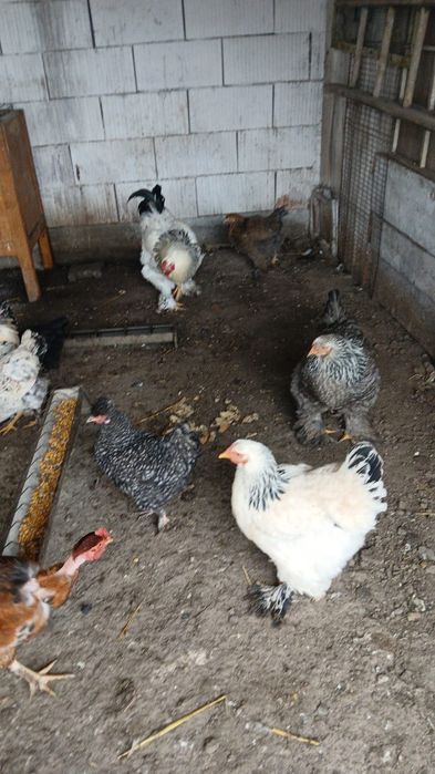 Vând porumbei diferite rase