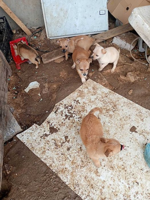 Малки кученца пинчер