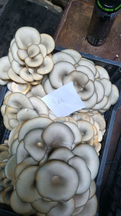 Грибы вешанки свежие