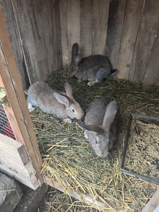 Iepurasi urias german 3 luni 2,700 kg