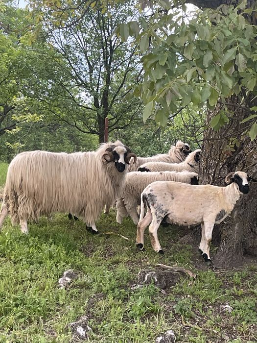 Berbec ,brez disponibil