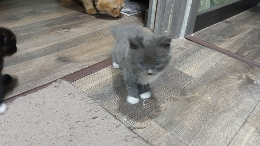 Продам котят в хорошие руки