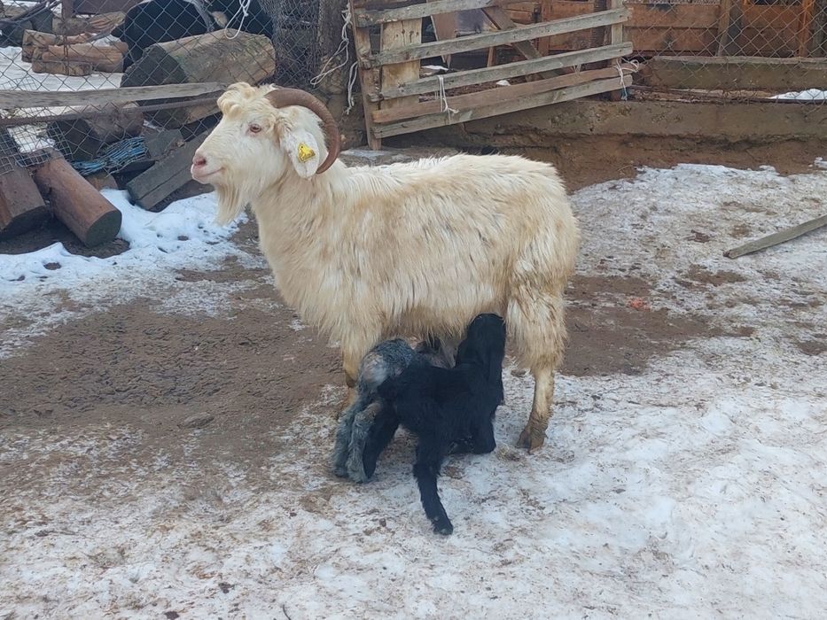 Жас ірі денелі лақты ешкі сатылады
