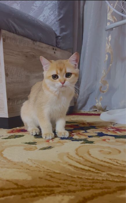 Mushuk sotiladi laqabi luiy