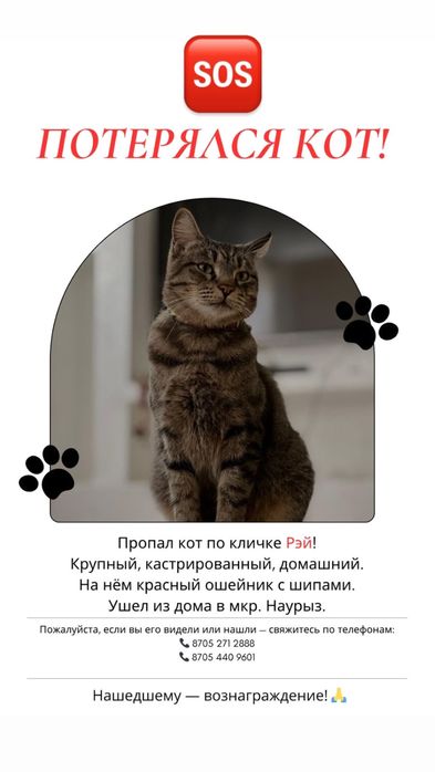 пропал кот домашний