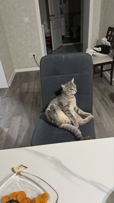 Отдам даром кота