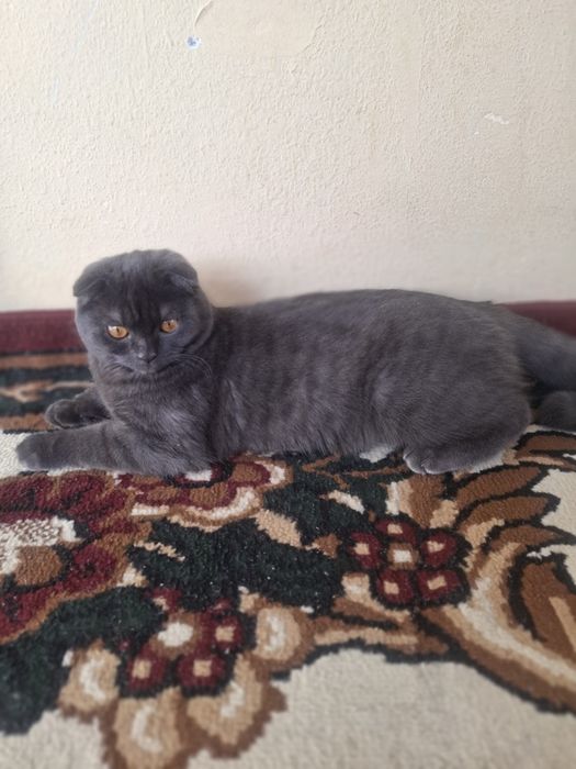 Mushuk sotiladi uychasi bilan