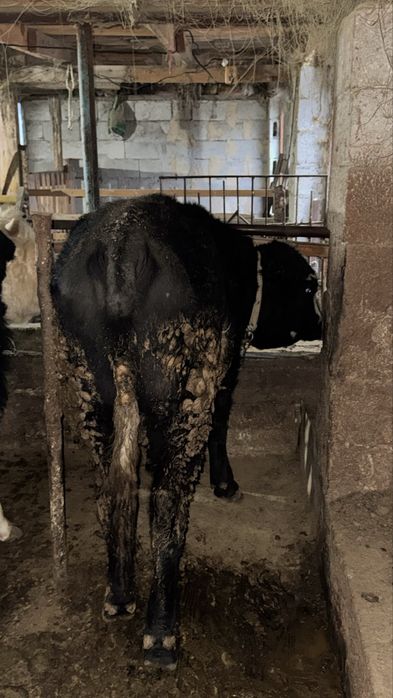 Бычок 1 жастан асқан